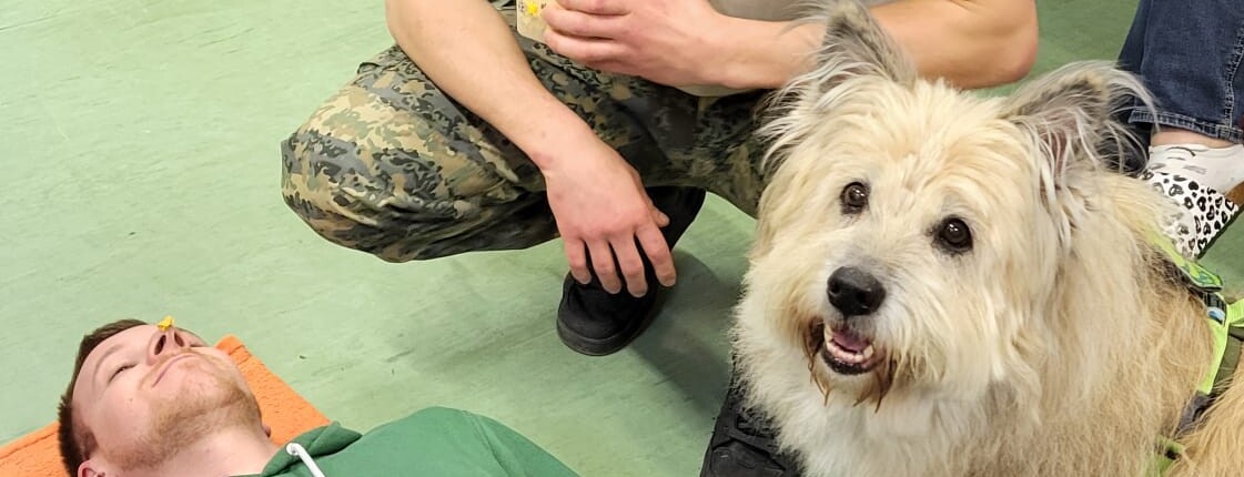 Hund bei der tiergestuetzen Arbeit